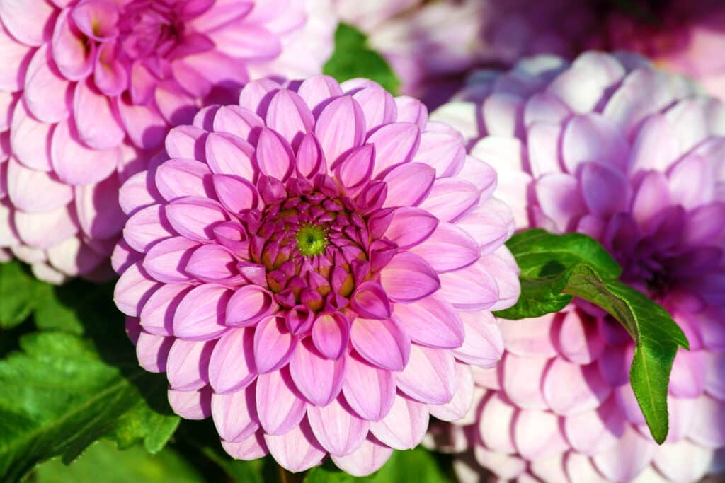 blooming flower on Holy Ground