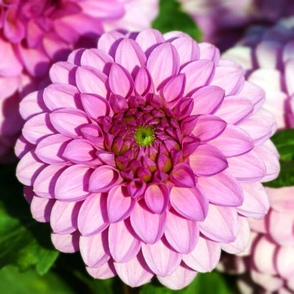 blooming pink flower on Holy Ground