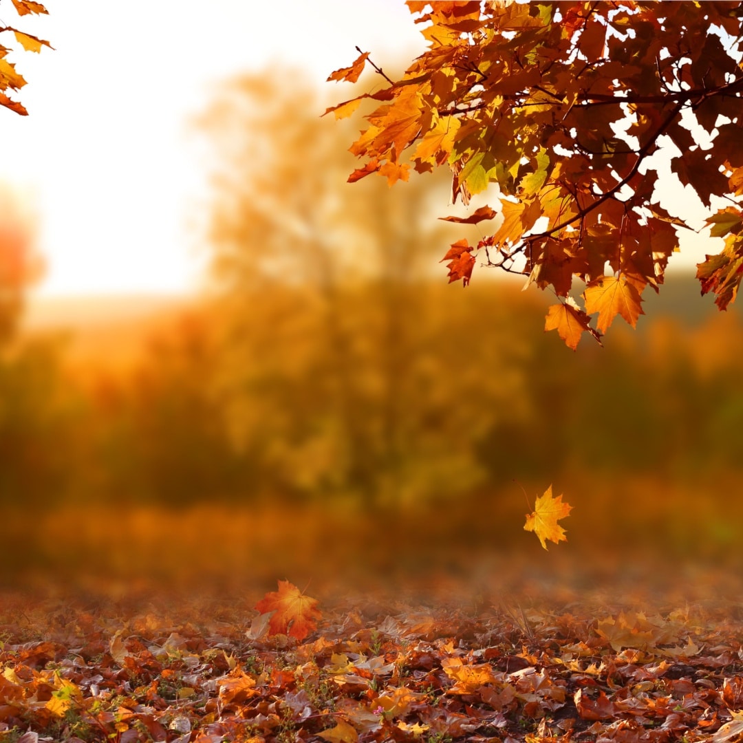 Read more about the article Transition Seasons by Kaylie Moreno