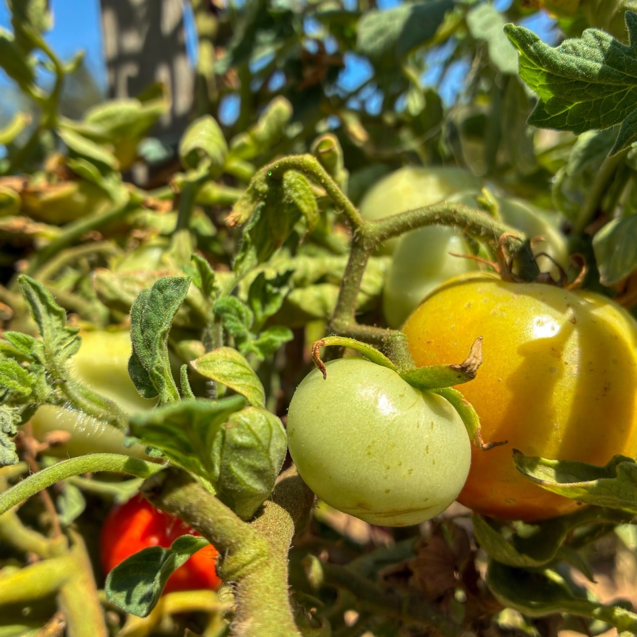 Read more about the article Intentional Fruitfulness By Carolyn Castro