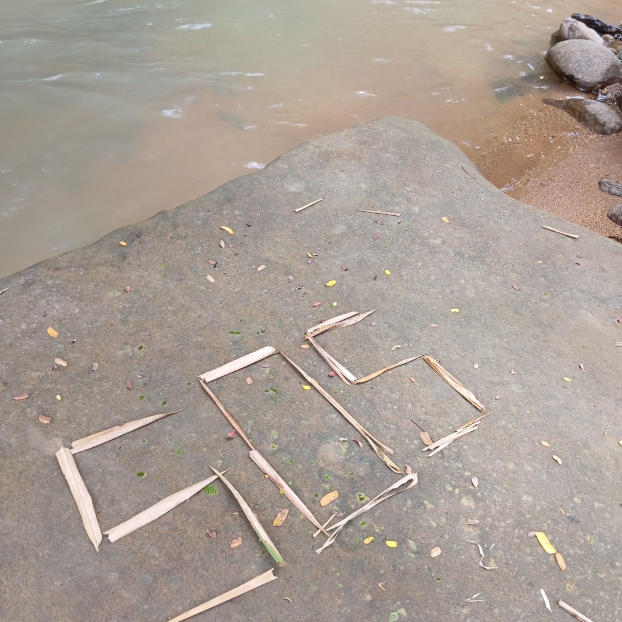 Read more about the article Survival by Nita Kuehn